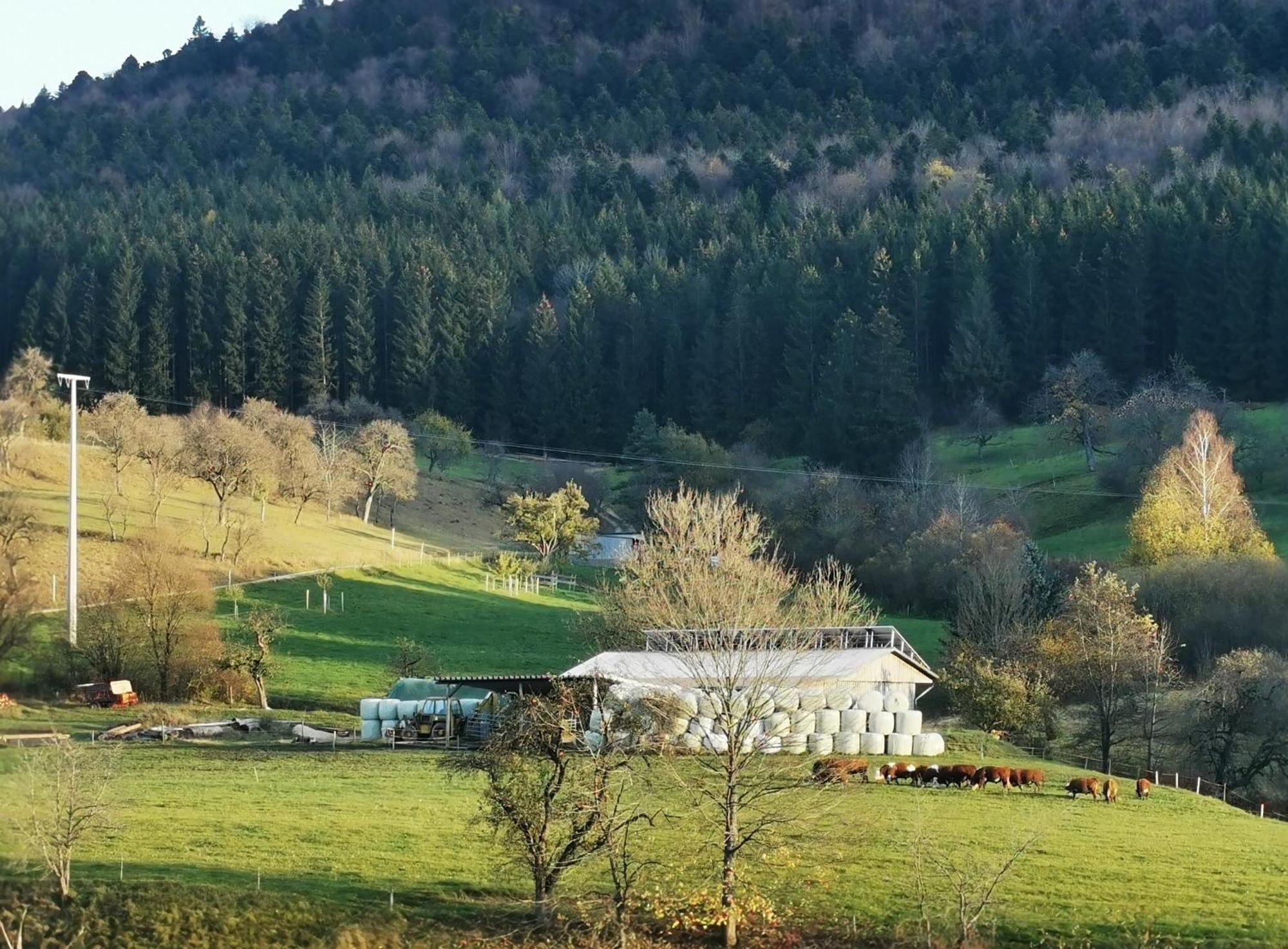 Ferienwohnung Blick Rappenstein Hausen am Tann Exterior photo