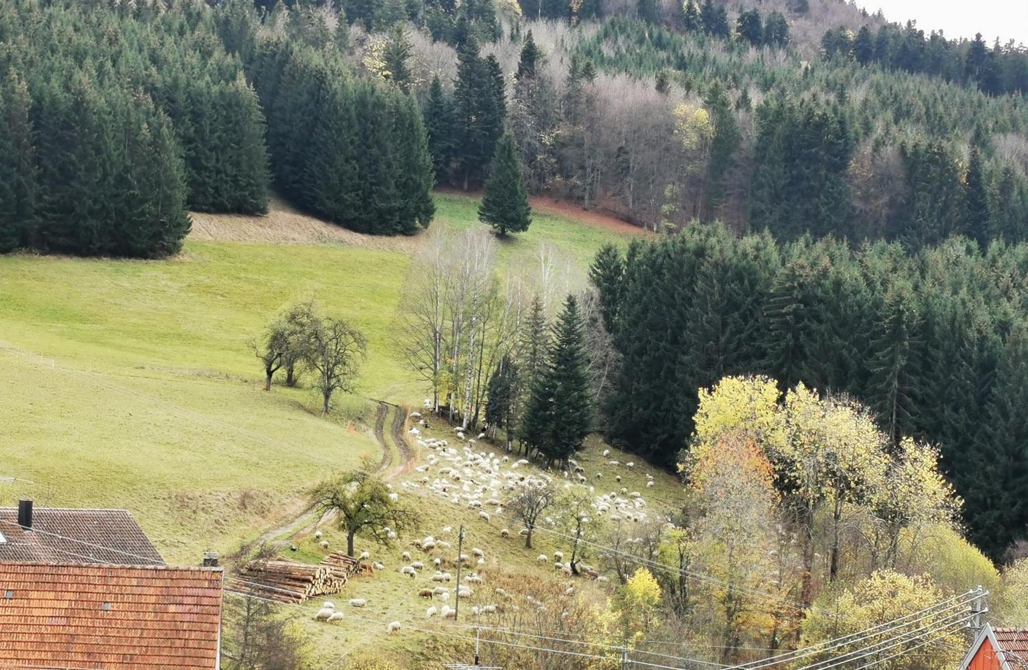 Ferienwohnung Blick Rappenstein Hausen am Tann Exterior photo